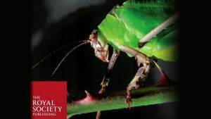 Ancylecha fenestrata as cover in  the journal the royal society